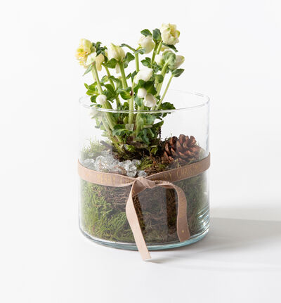 Helleborus i glassvase Helleborus i glassvase